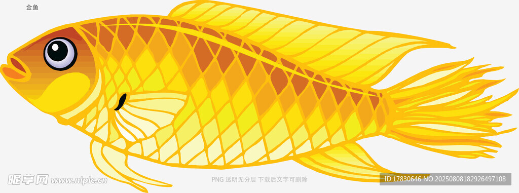 金鱼