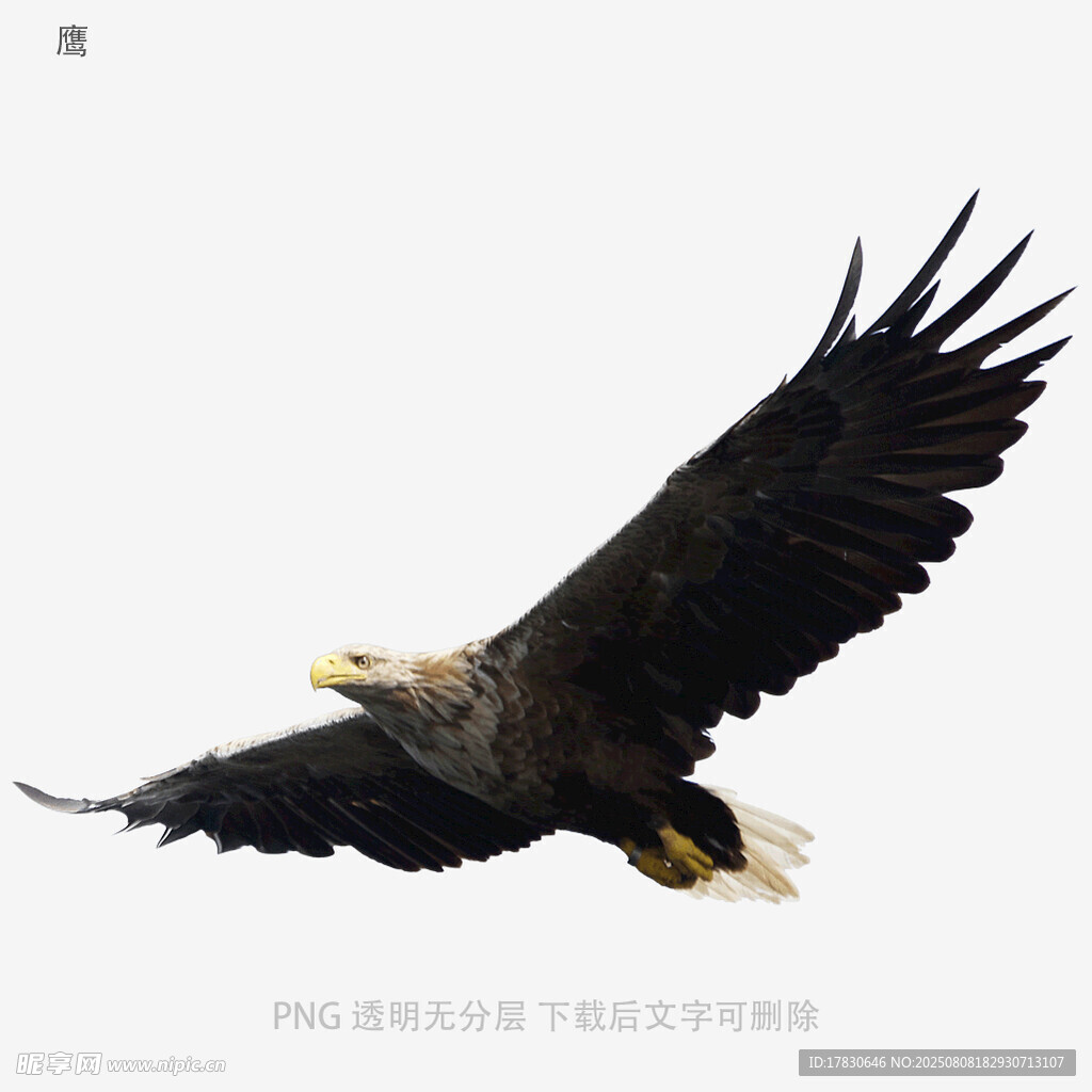 鹰