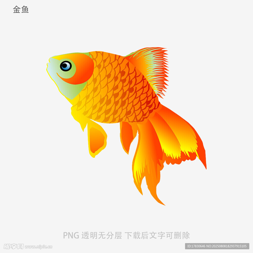 金鱼