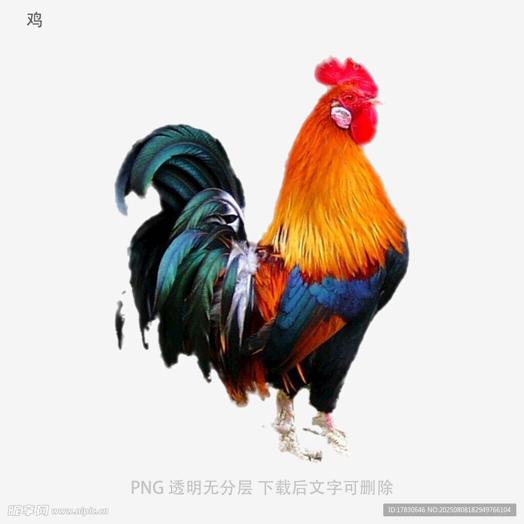 鸡