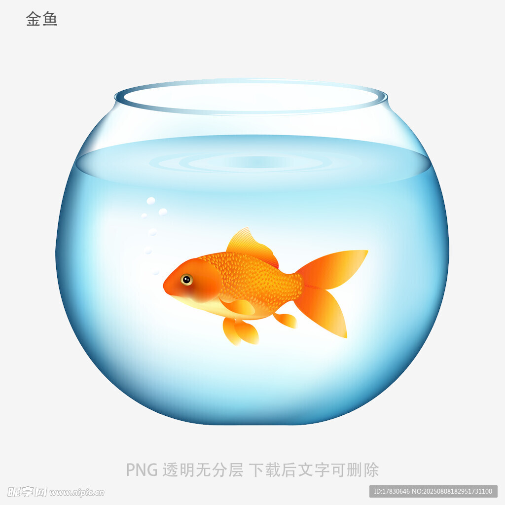 金鱼