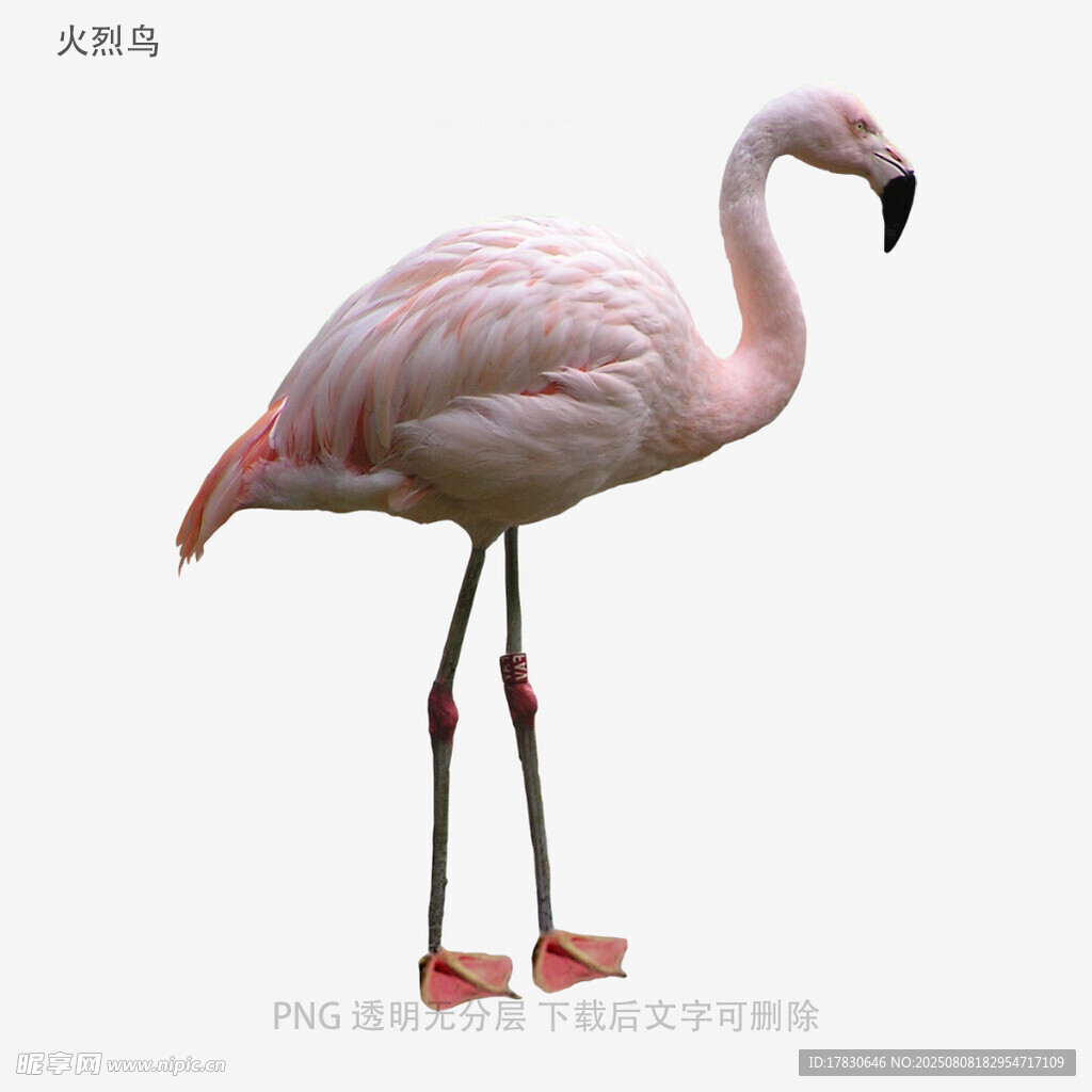 火烈鸟