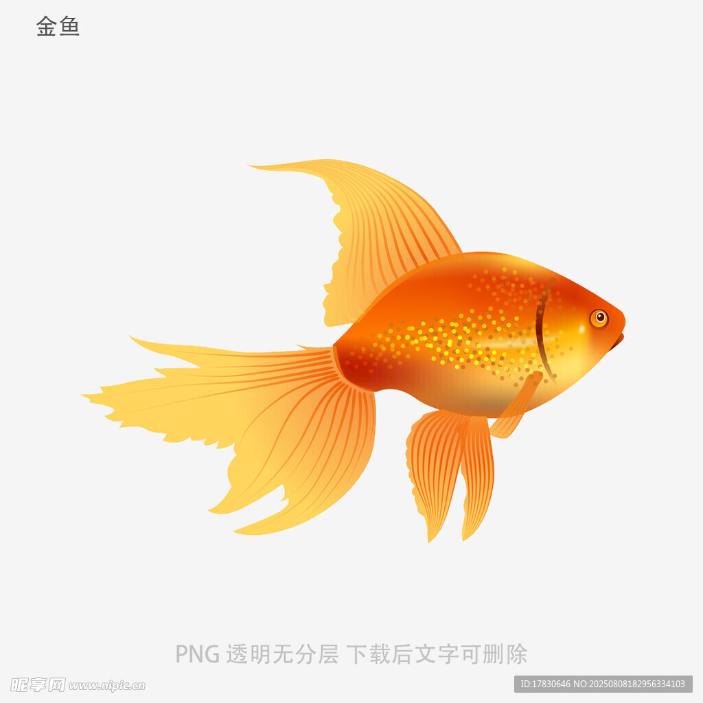 金鱼
