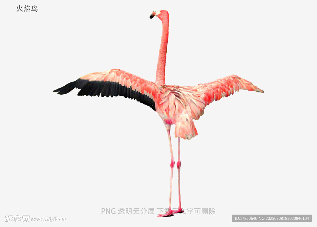 火焰鸟