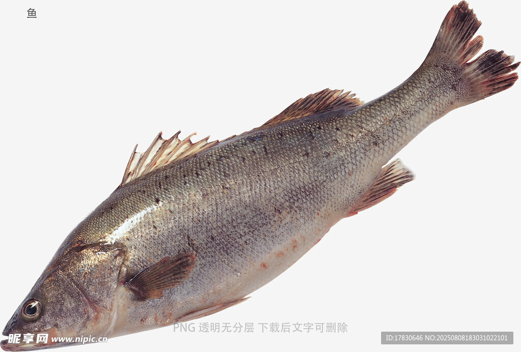 鱼
