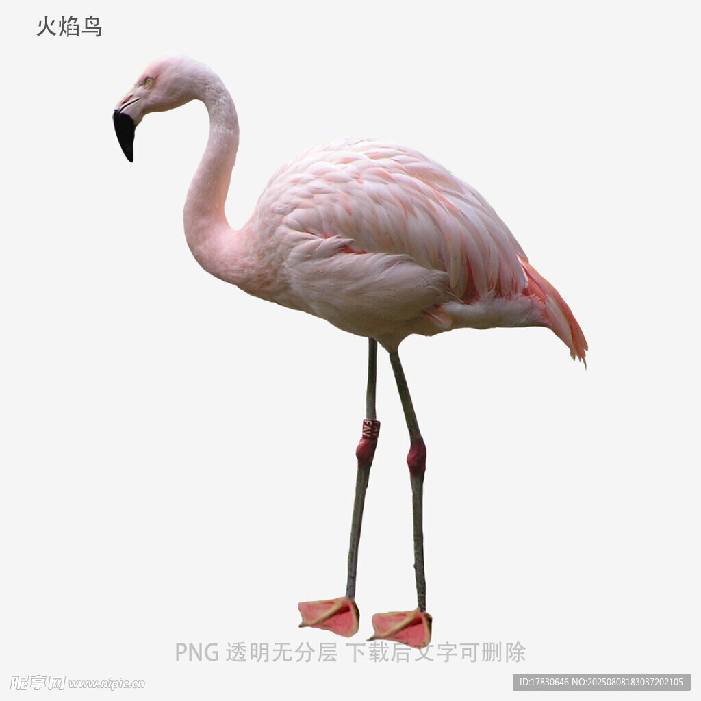 火焰鸟