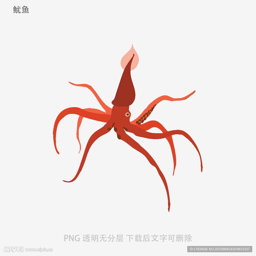 鱿鱼