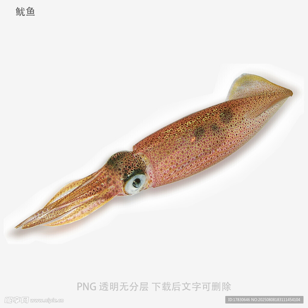 鱿鱼