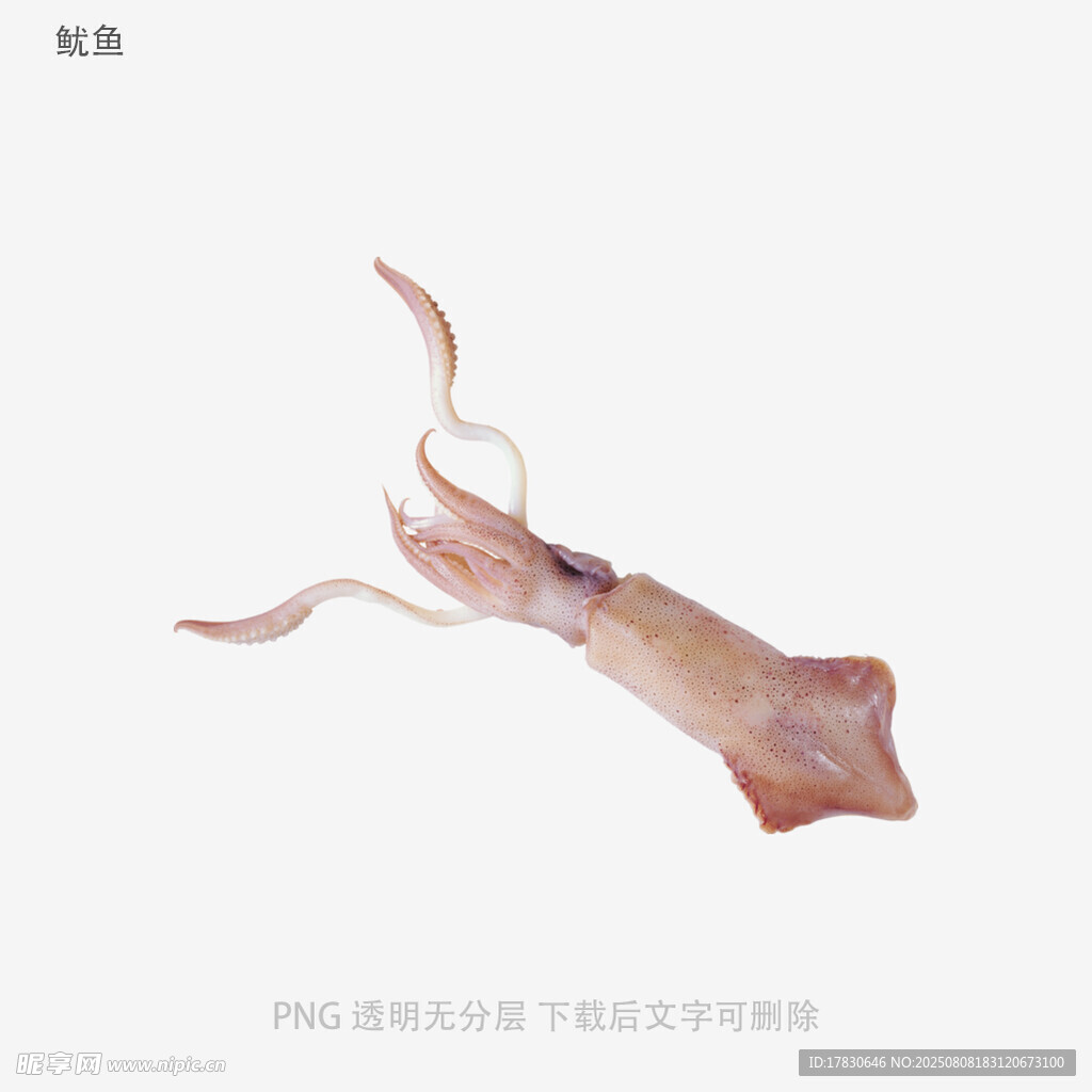 鱿鱼