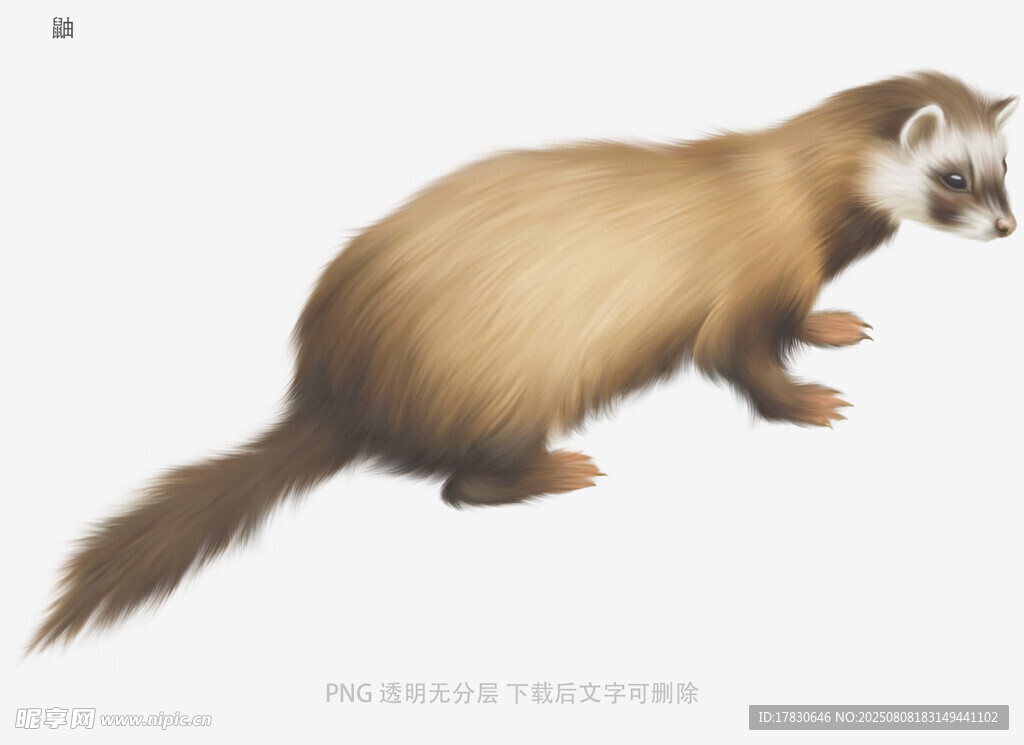 鼬