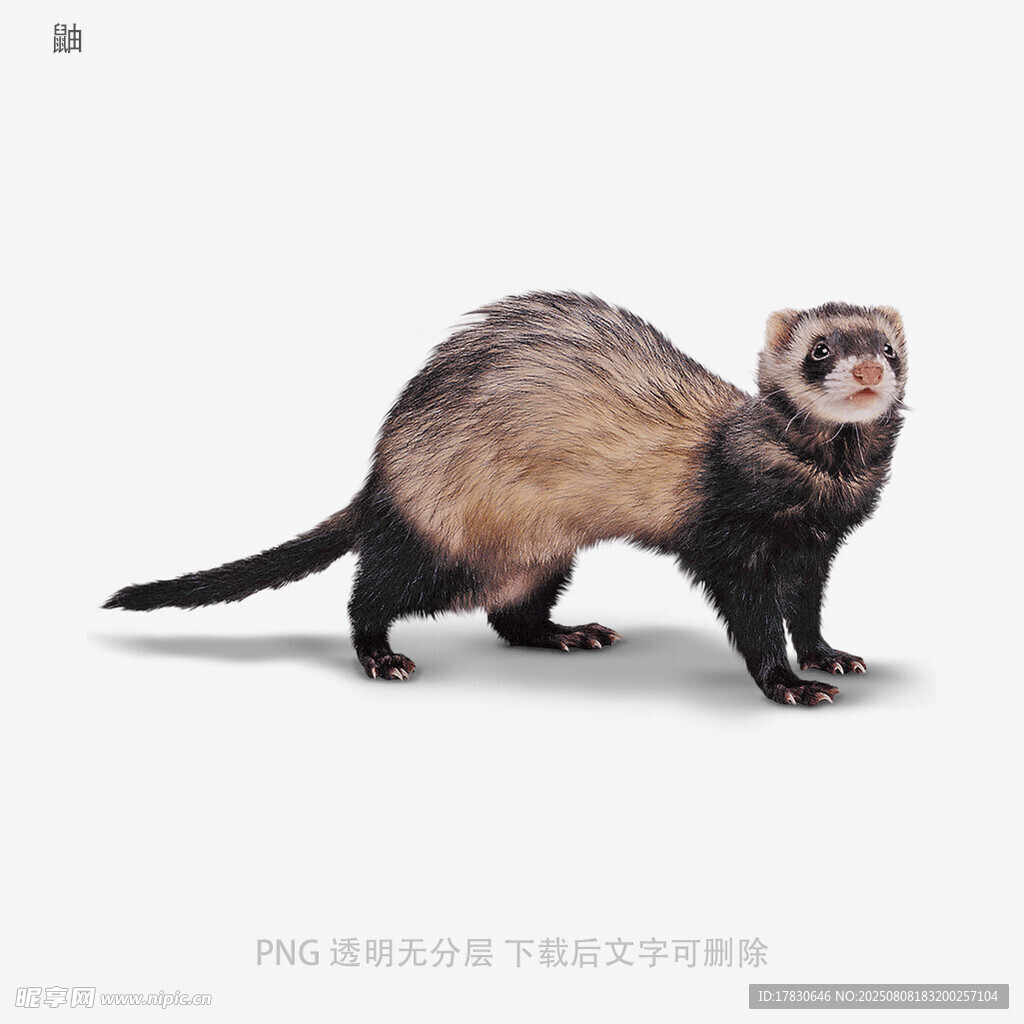 鼬
