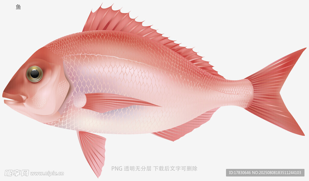 鱼