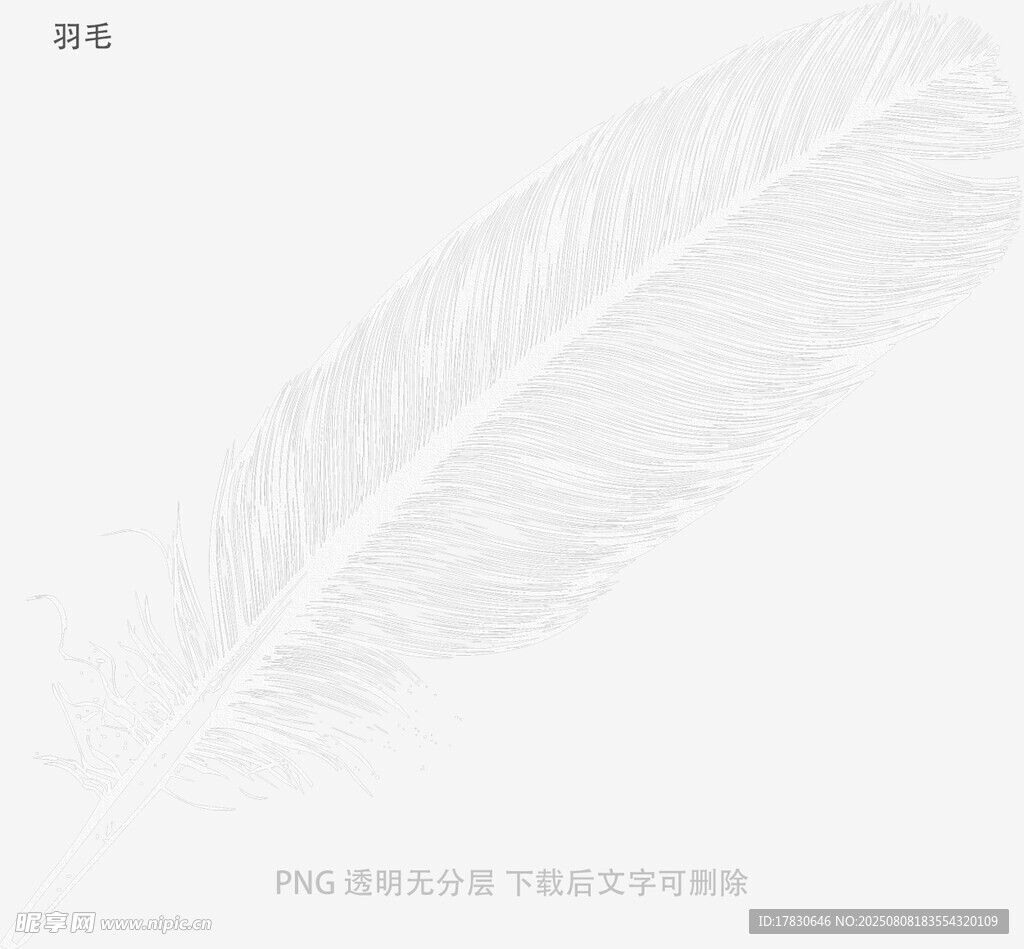 羽毛