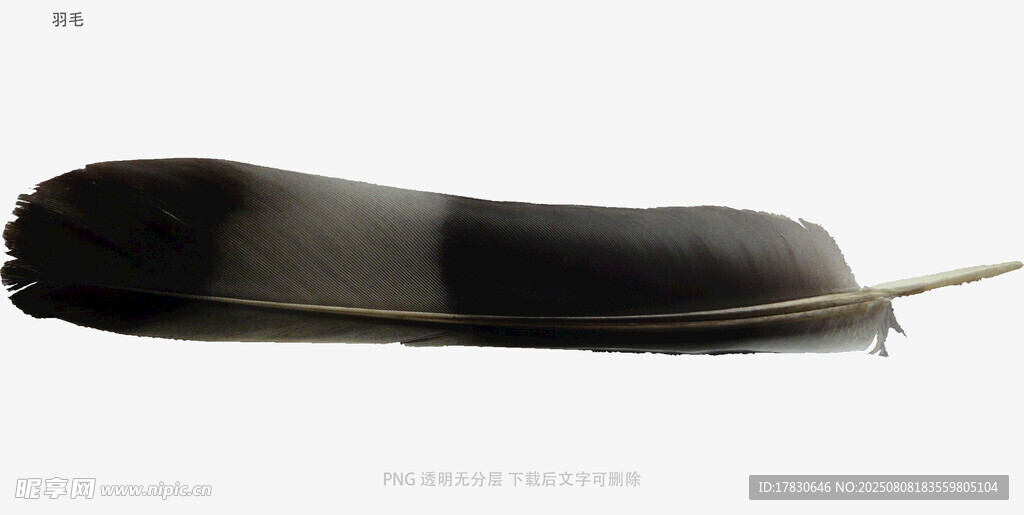 羽毛