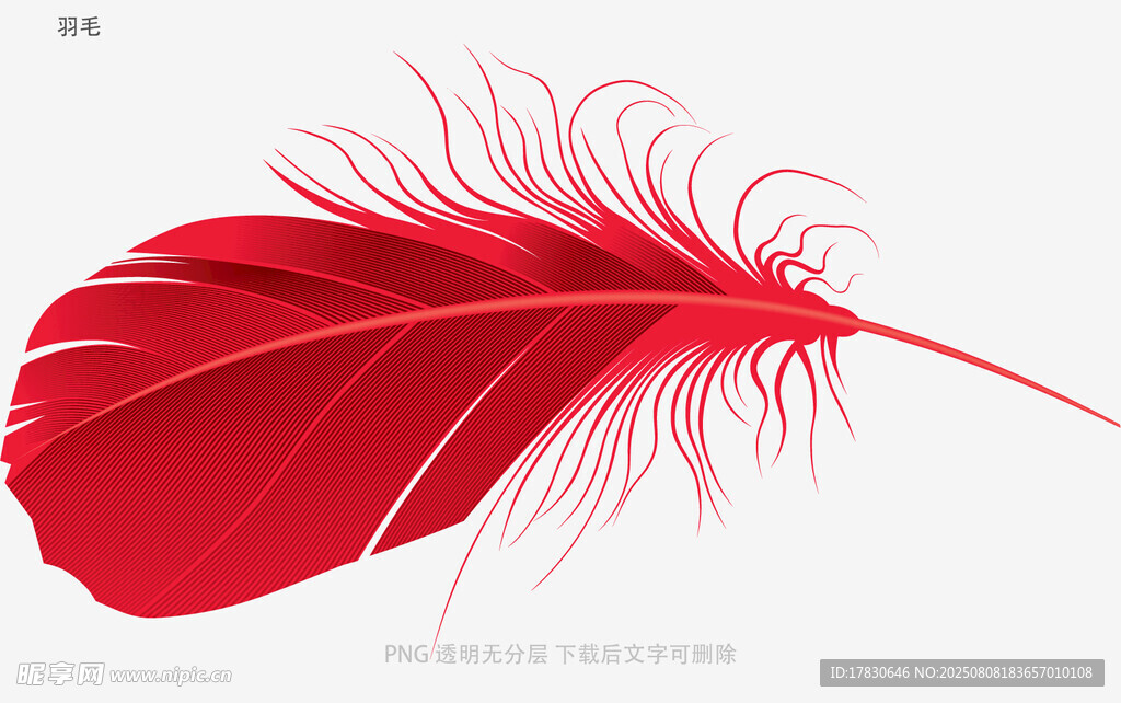 羽毛