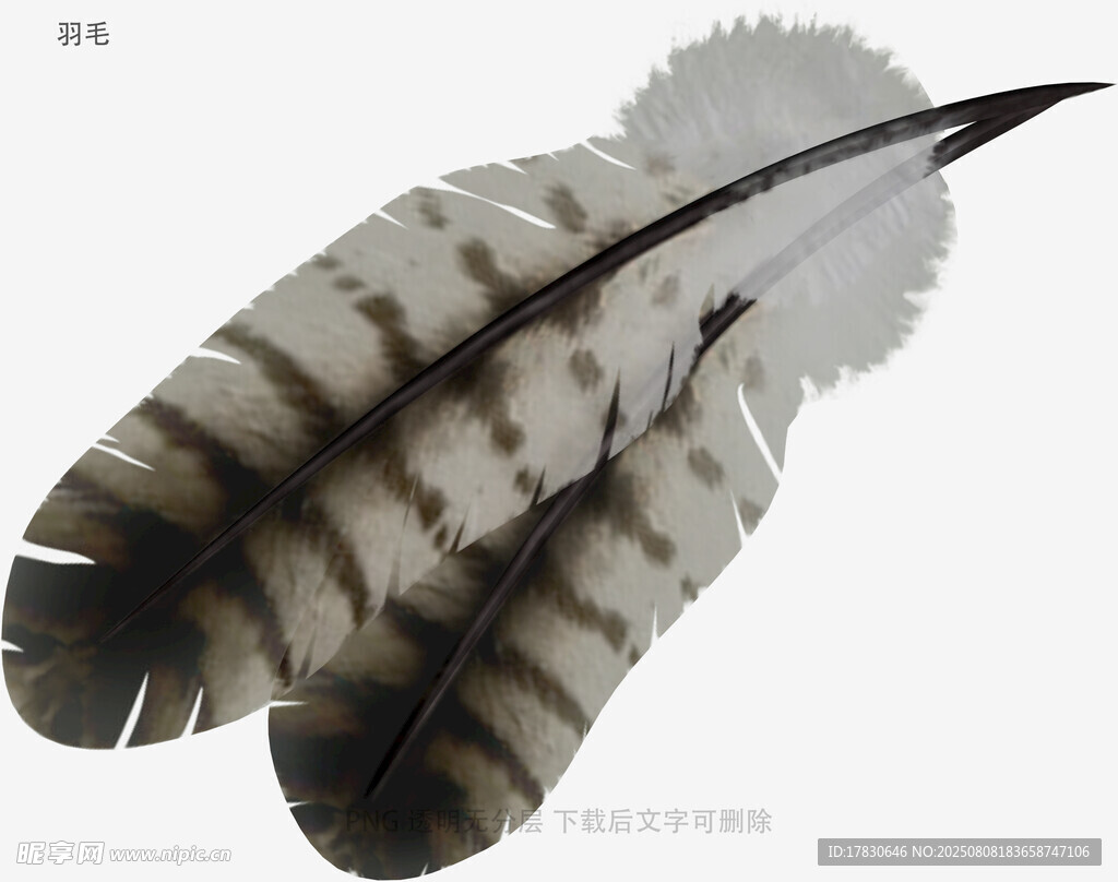 羽毛