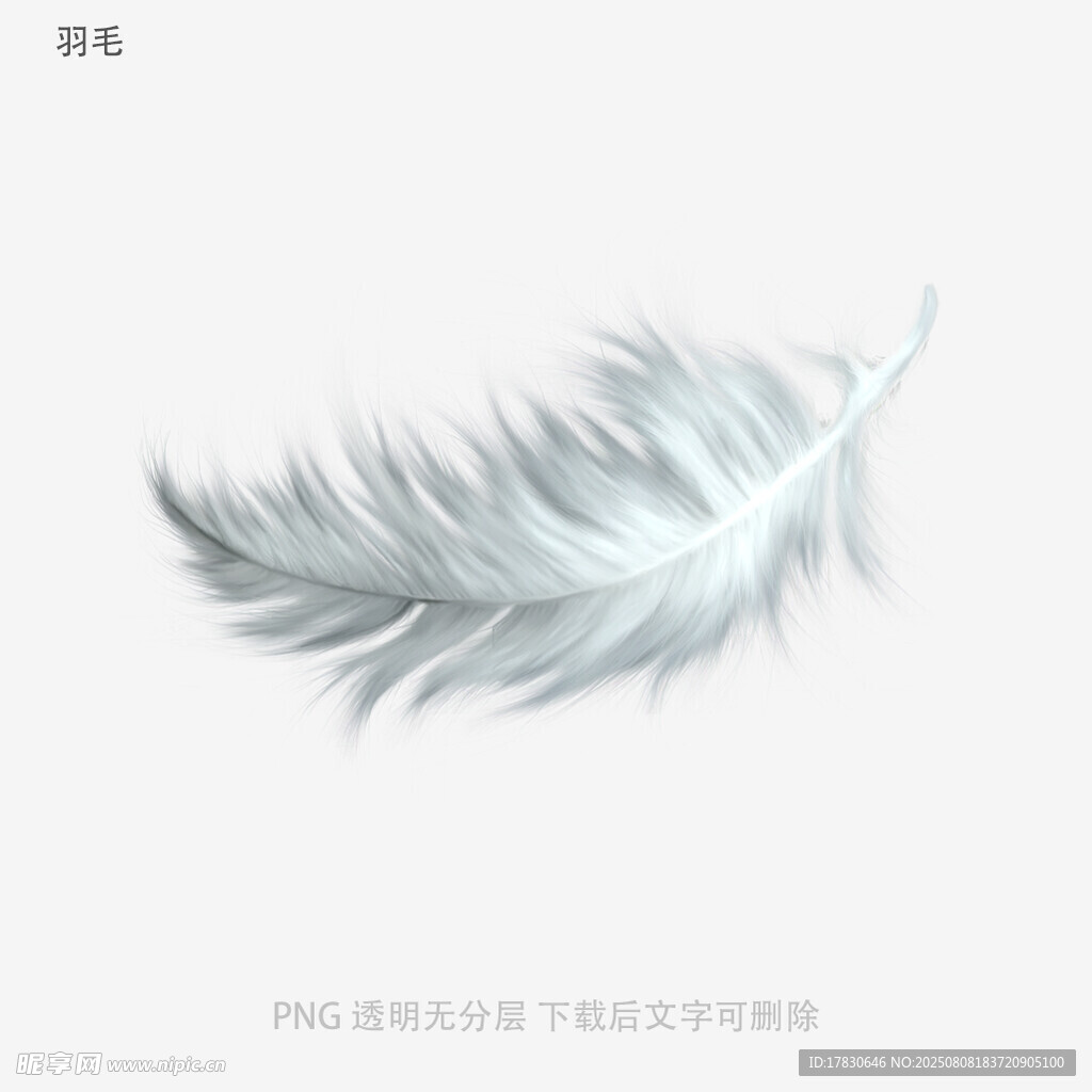 羽毛