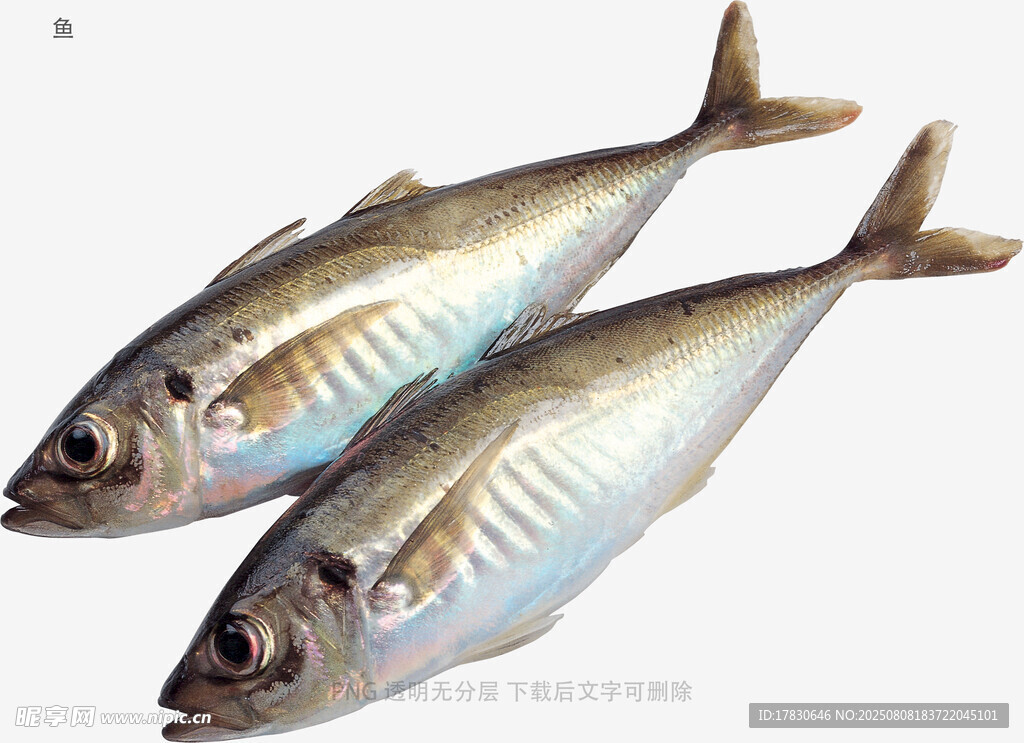 鱼