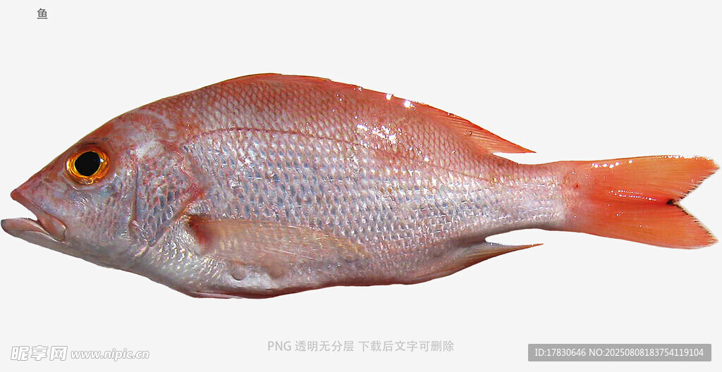 鱼