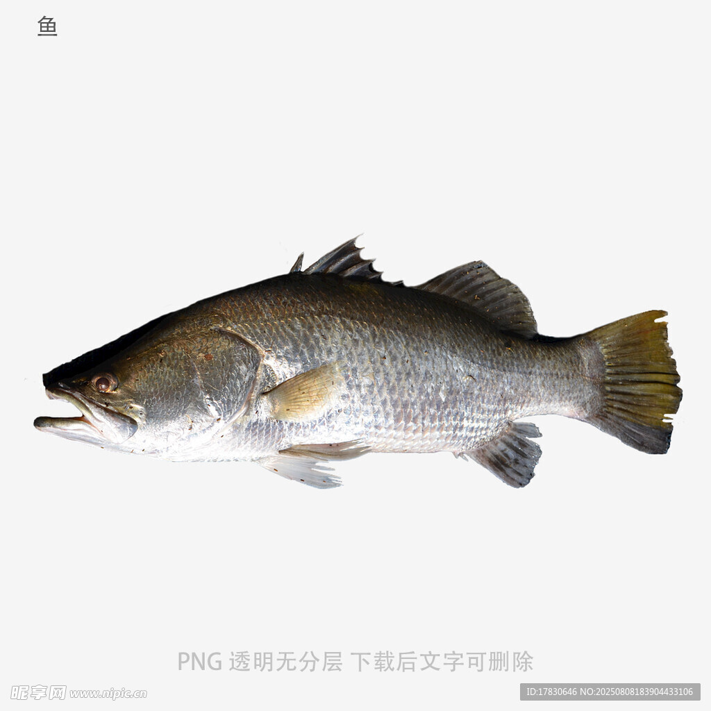 鱼