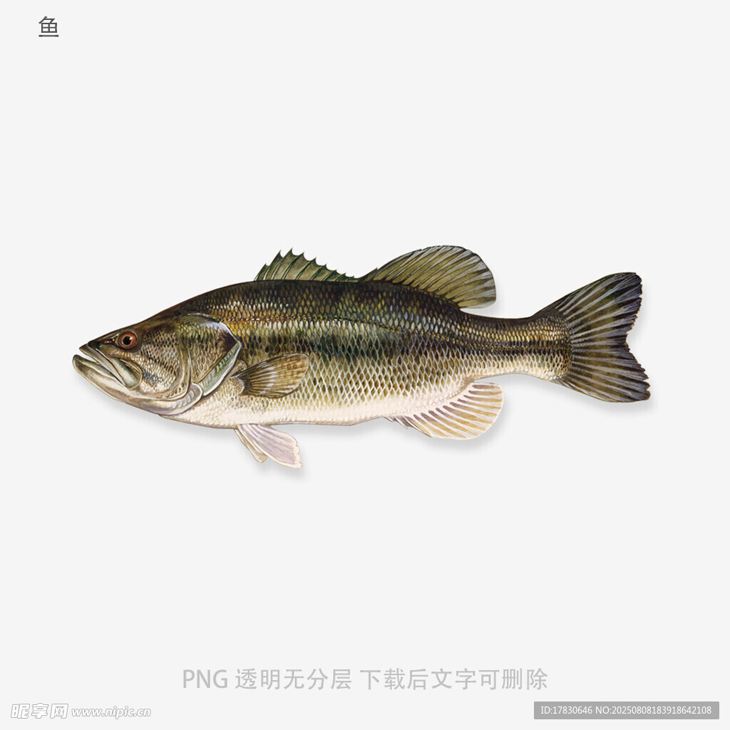 鱼