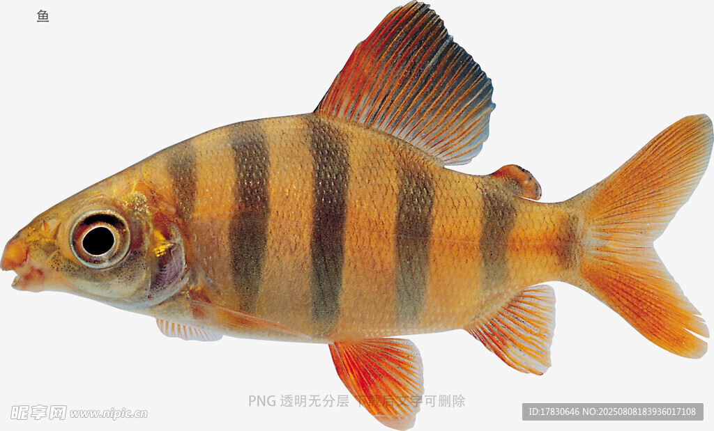 鱼