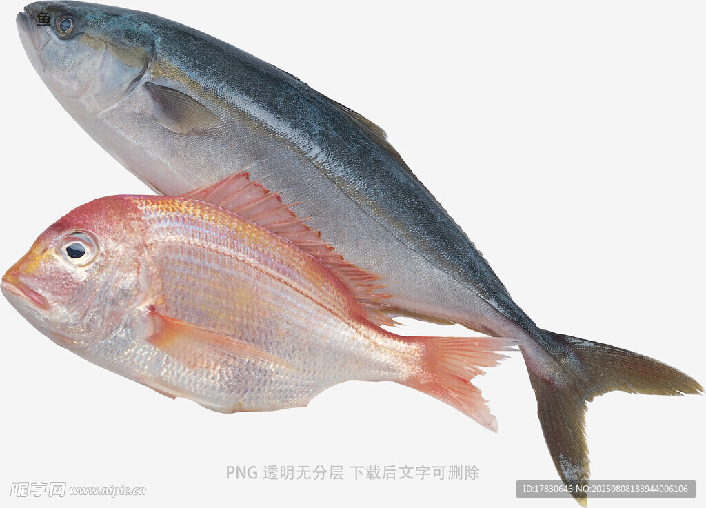 鱼