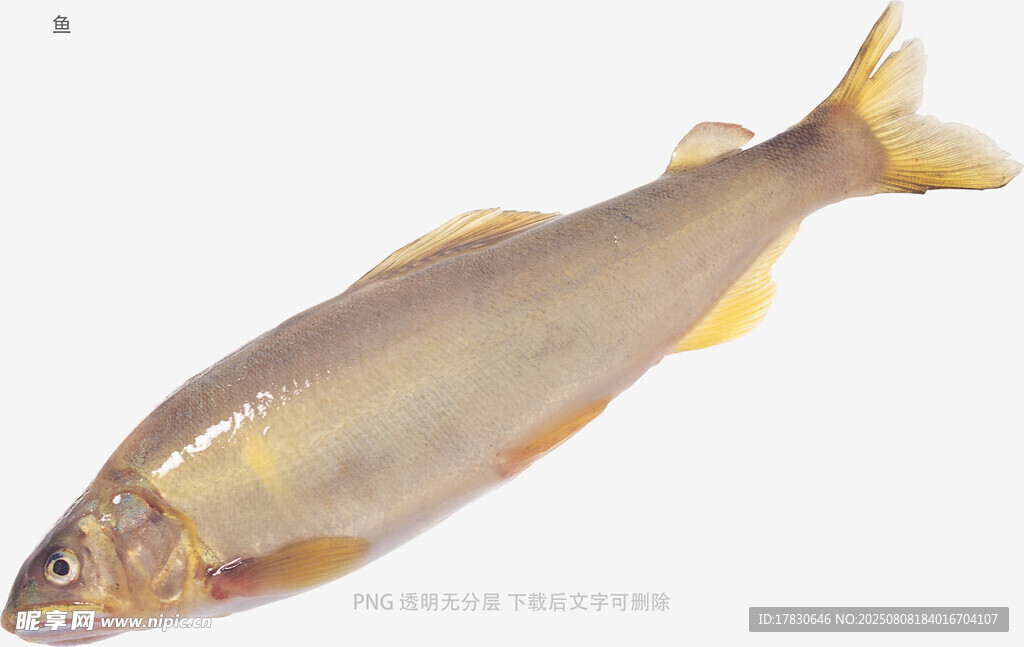 鱼