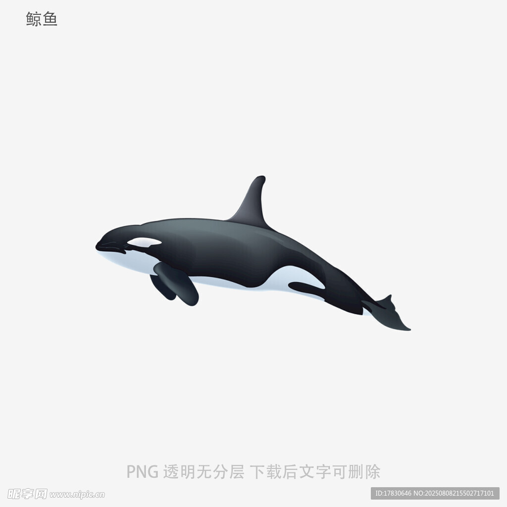 鲸鱼