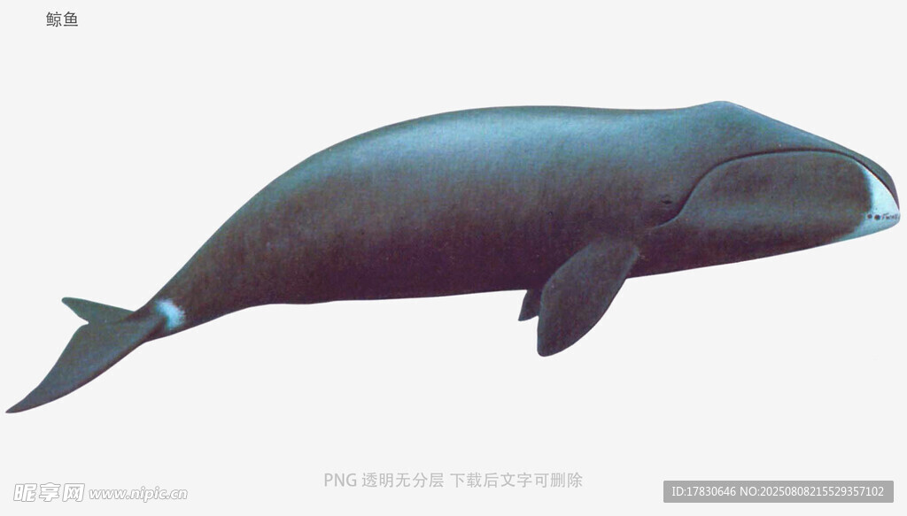 鲸鱼
