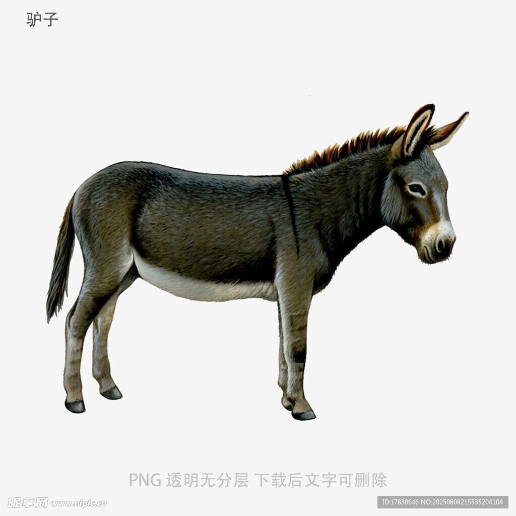驴子