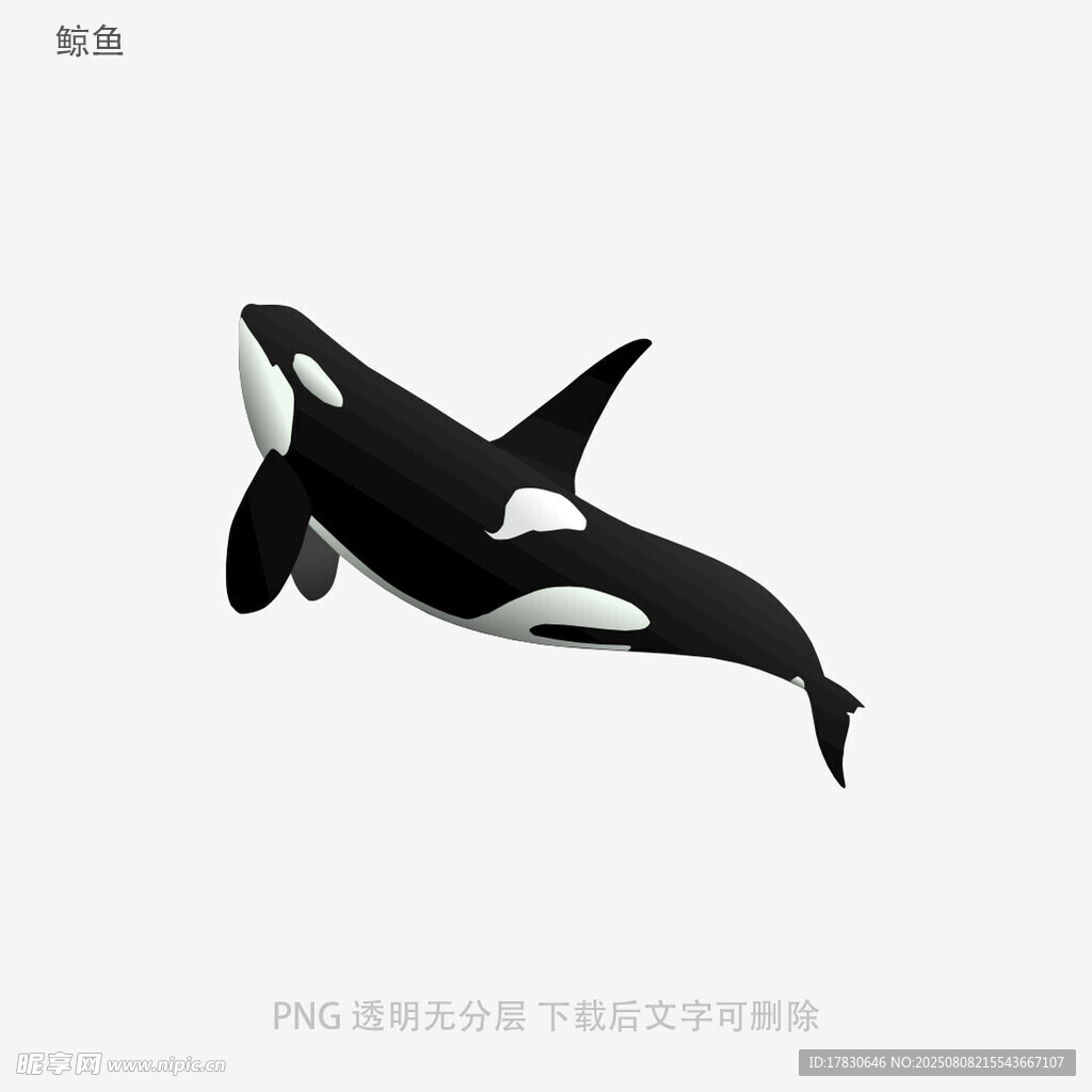 鲸鱼