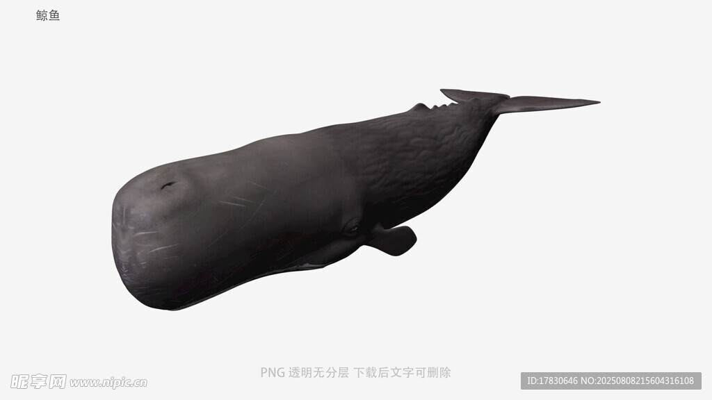 鲸鱼