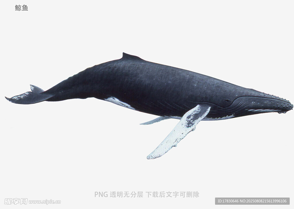 鲸鱼