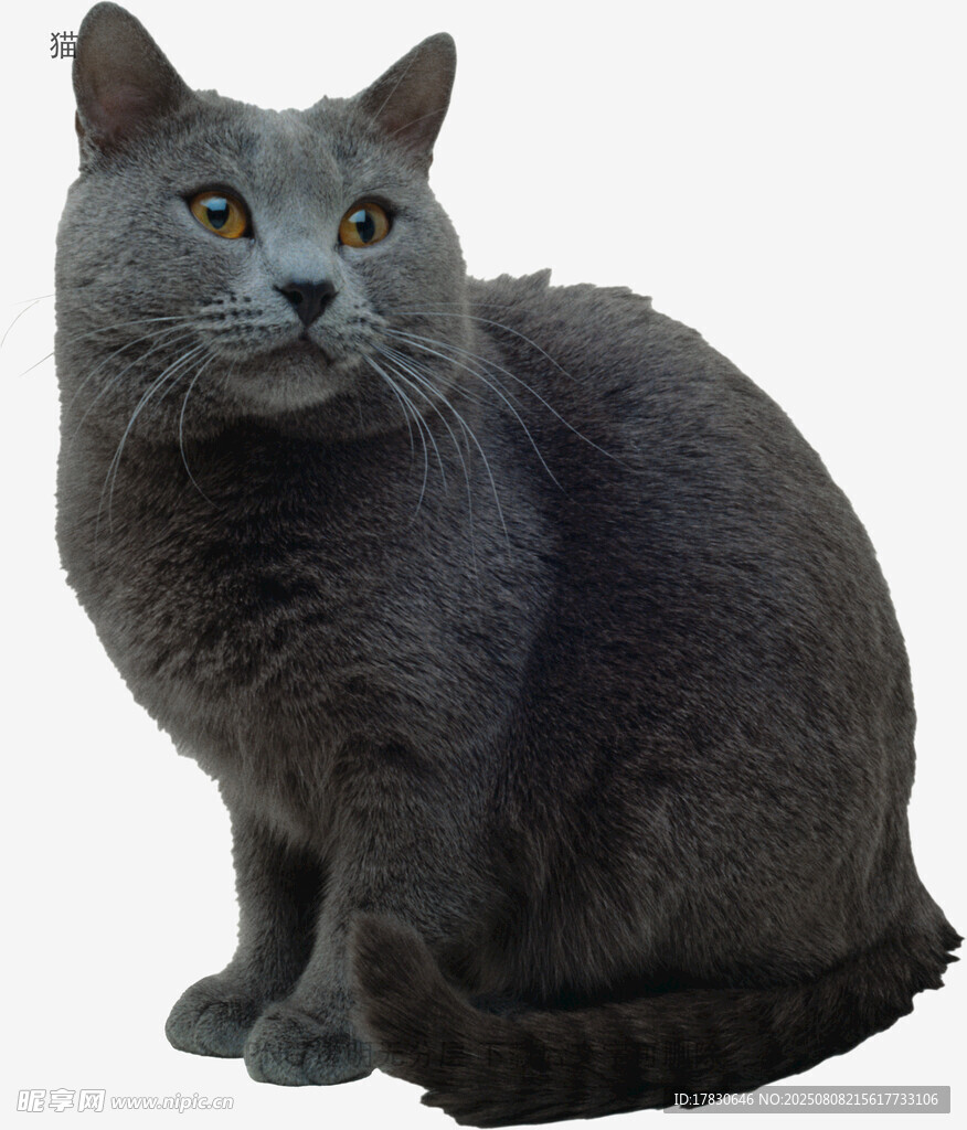猫