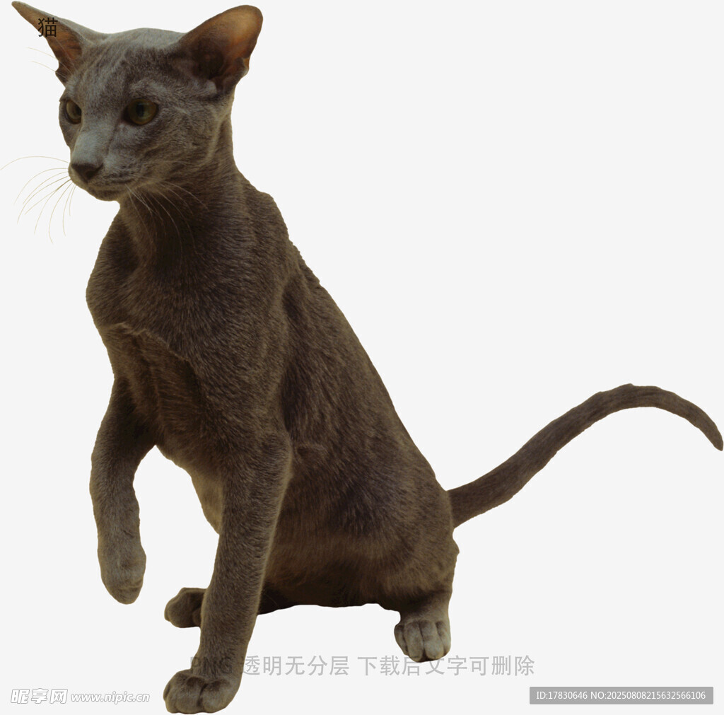 猫