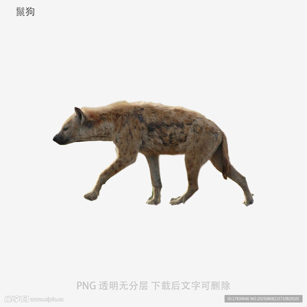 鬣狗