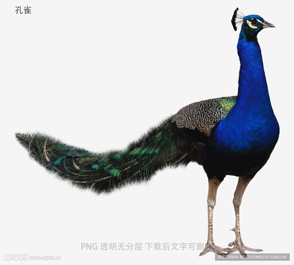 孔雀