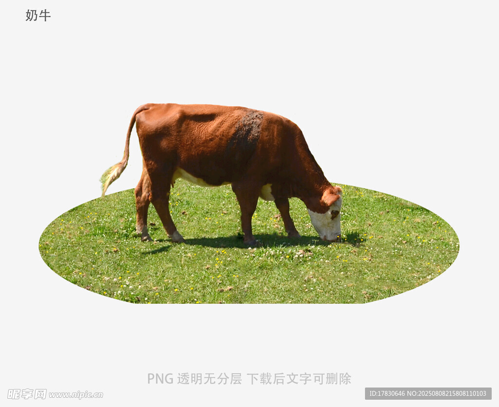 奶牛