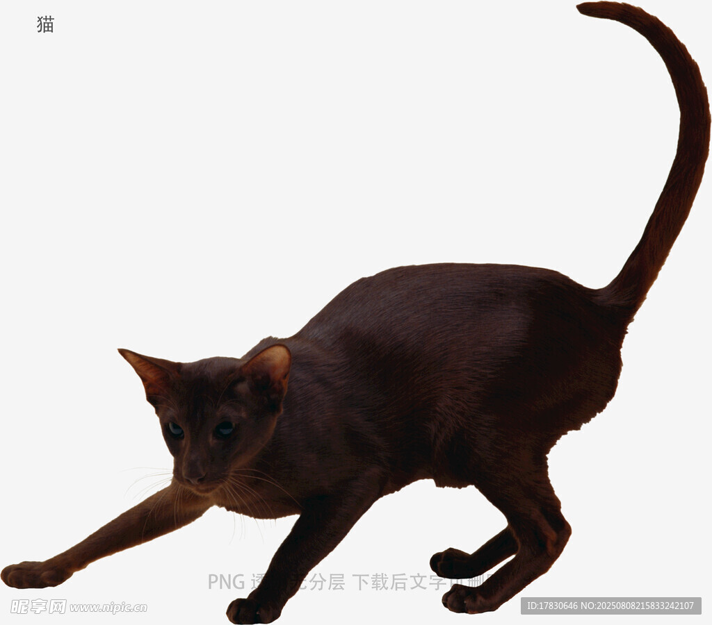 猫