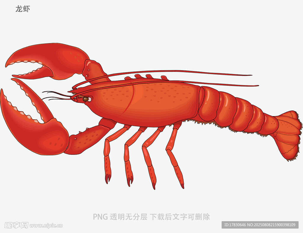 龙虾