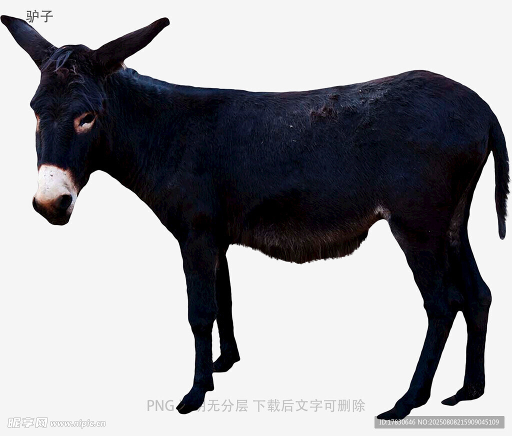 驴子