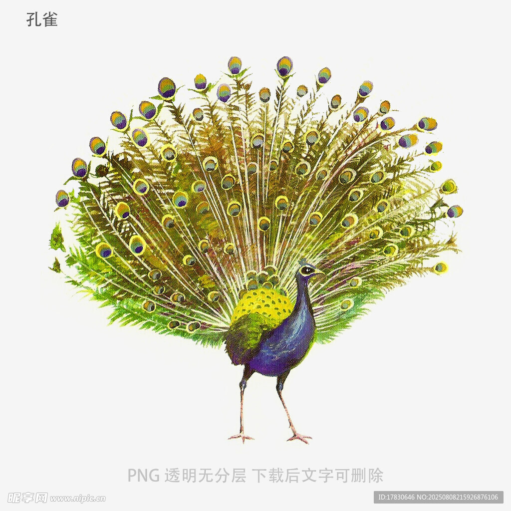 孔雀