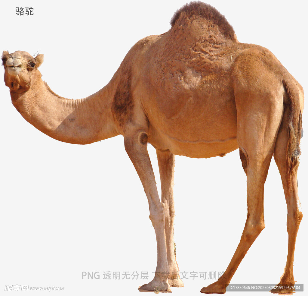 骆驼
