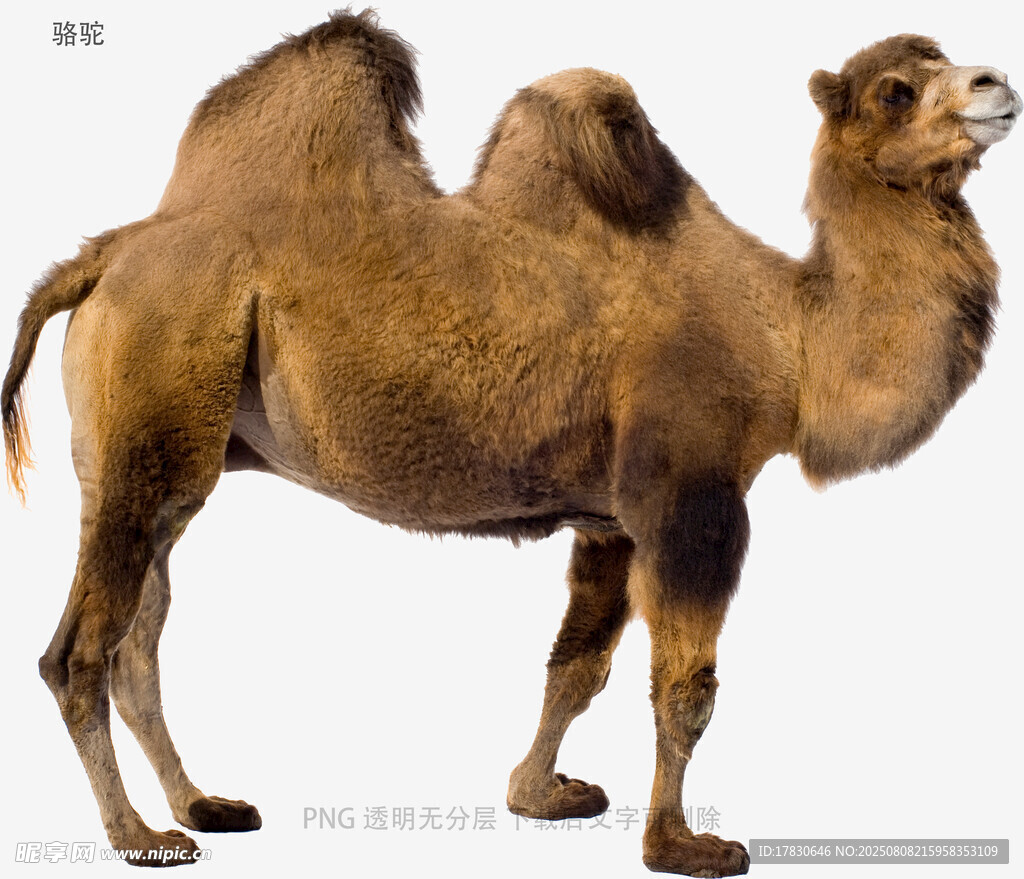 骆驼