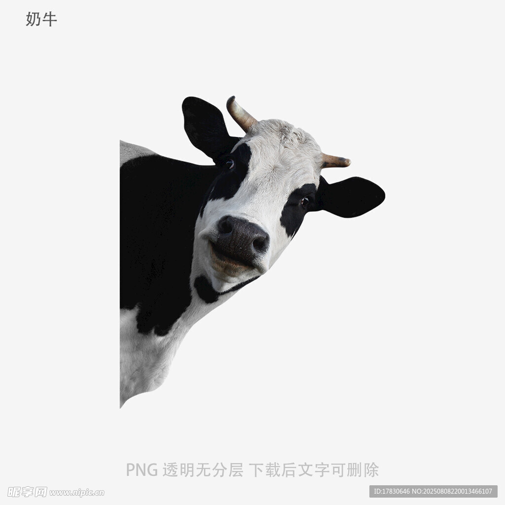 奶牛
