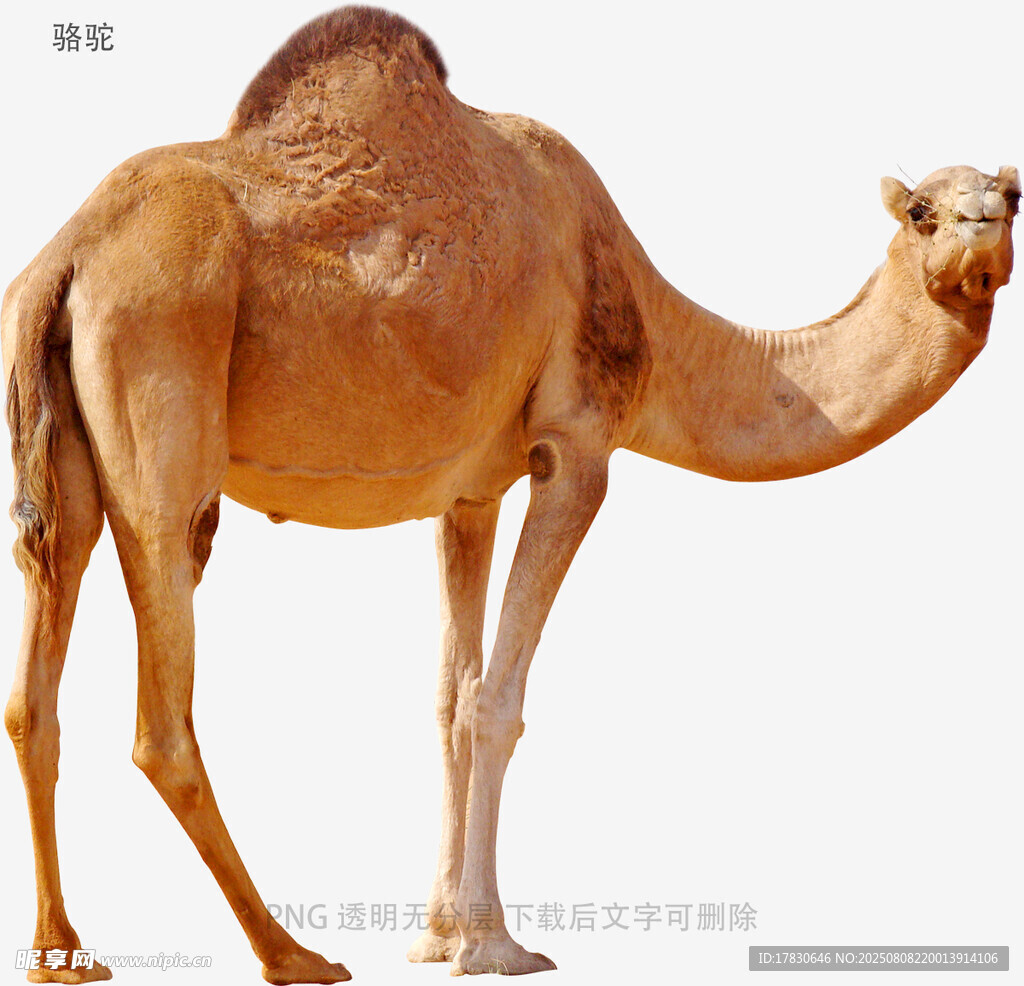 骆驼