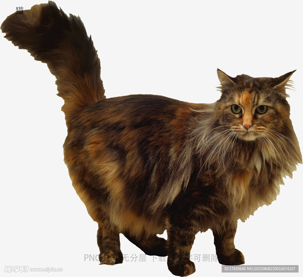 猫