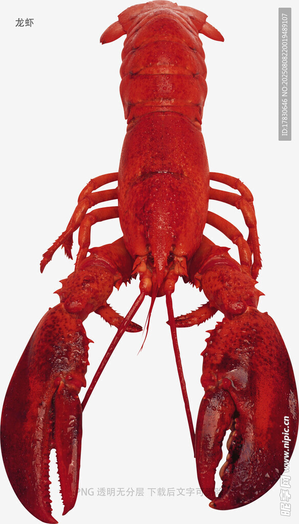 龙虾