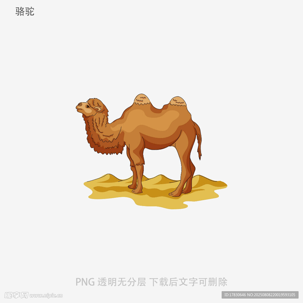 骆驼